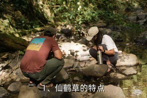 1、仙鹤草的特点