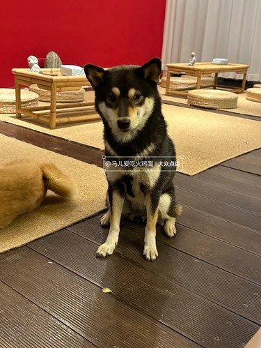 下班好去处！喝茶撸狗谈天说地！好惬意[愉快]