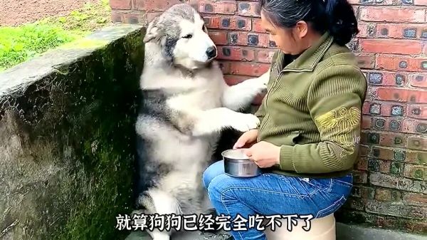 为什么奶奶养大的狗最后都会变成猪?