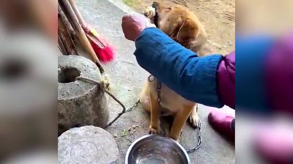 为什么奶奶养大的狗最后都会变成猪?