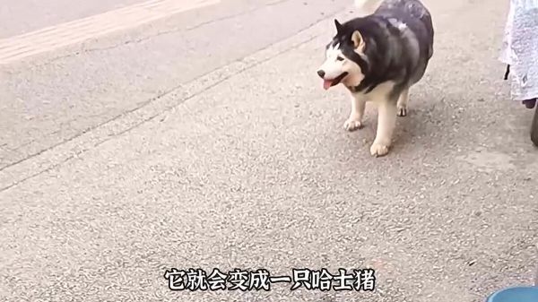 为什么奶奶养大的狗最后都会变成猪?