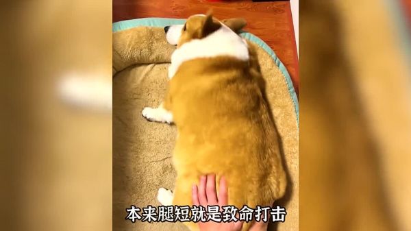 为什么奶奶养大的狗最后都会变成猪?