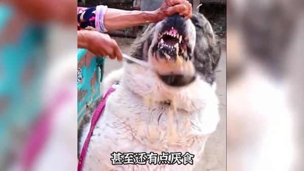 为什么奶奶养大的狗最后都会变成猪?