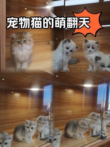 猫咪天地～宠物乐园