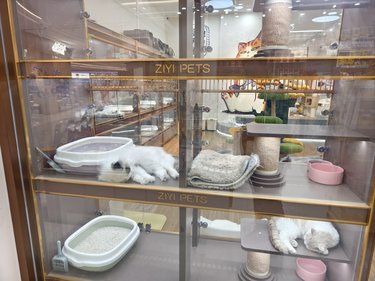 这边洗猫那边撸，一条龙猫咖