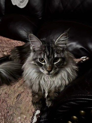今天我终于去店里把我心心念念的缅因猫带回家了