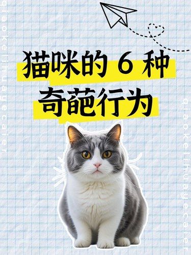猫咪的 6 种奇葩行为，笑不活了家人们[调皮]