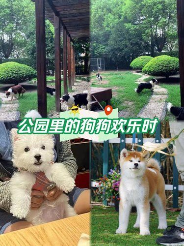 狗狗的快乐，我的快乐