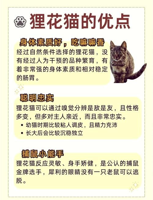 阴阳师狸花猫全方位解析：宠物狸花猫的获取与奖励指南
