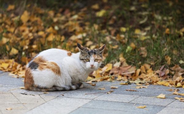 自来猫是吉还是凶,为什么说养猫不要养“自来猫”?