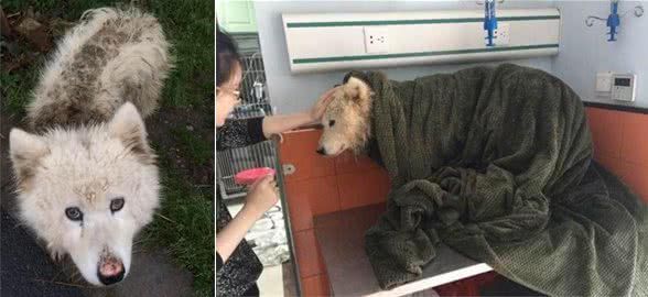 一对情侣对一只重伤的流浪狗伸出援助之手,为其治疗不吝花光积存