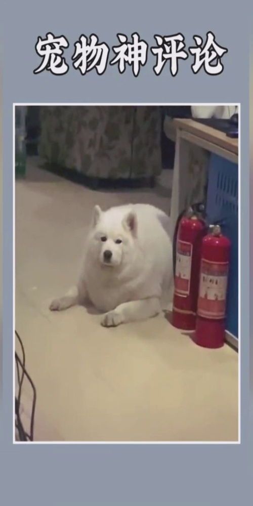 搞笑宠物图片