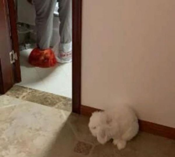 原来宠物兔也这么可爱！网友养了只超可爱的垂耳兔！