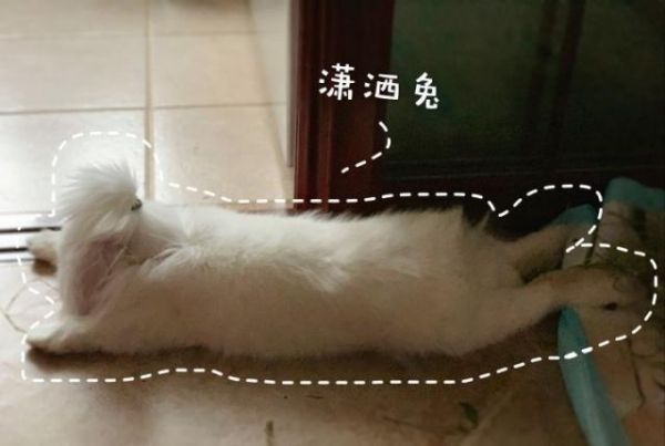 原来宠物兔也这么可爱！网友养了只超可爱的垂耳兔！