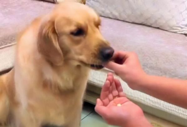 狗狗拉肚子了怎么办 狗子有点拉肚子