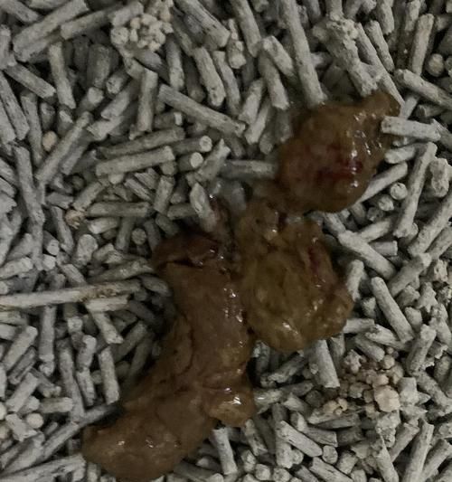 小猫拉稀不可忽视的严重后果（宠物拉稀危害大）