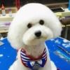 宠物美容建峰犬业