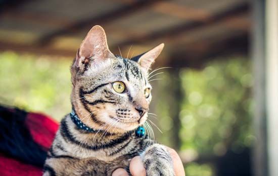 宠物猫能喝奶茶吗