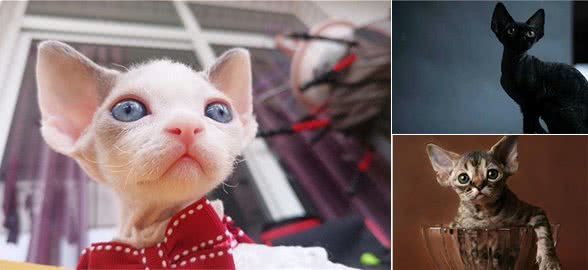 原来E.T.是只猫,德文卷毛猫优点大公开