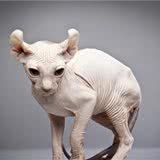 奇怪的无毛猫像极了外星人!这种奇怪的小猫你会喜欢还是害怕呢?