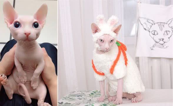 无毛猫褶皱的皮肤下,拥有出奇可爱的一面