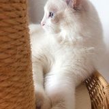 豆豆子