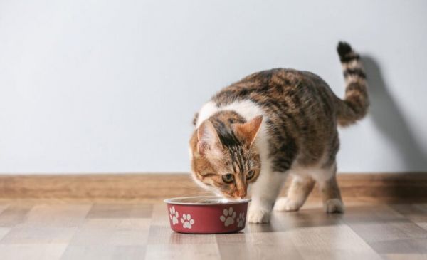 动物肝脏，不能给猫狗多吃，容易维生素A中毒，还会挑食