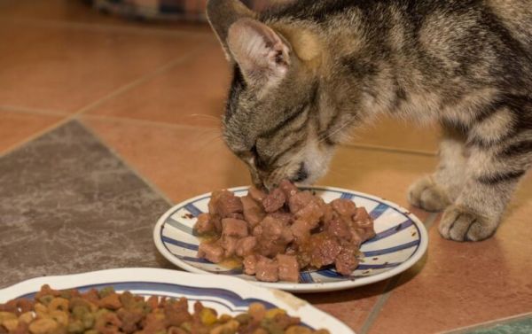 动物肝脏，不能给猫狗多吃，容易维生素A中毒，还会挑食