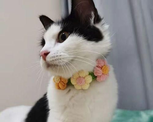 如何以猫咪玩毛线画制作可爱宠物（15个段落教你如何成为宠物毛线画达人）