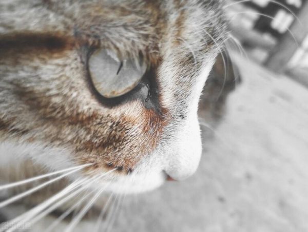 小猫有泪痕怎么回事?处理猫咪泪痕的有效方法