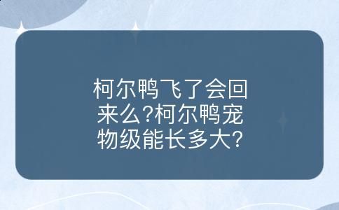 柯尔鸭飞了会回来么?柯尔鸭宠物级能长多大?