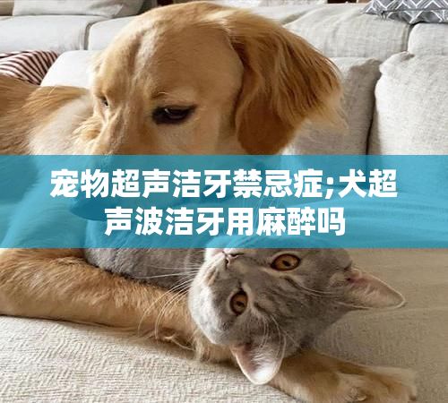 宠物超声洁牙禁忌症;犬超声波洁牙用麻醉吗