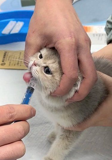 宠物医院♥医术超赞♥医心更美