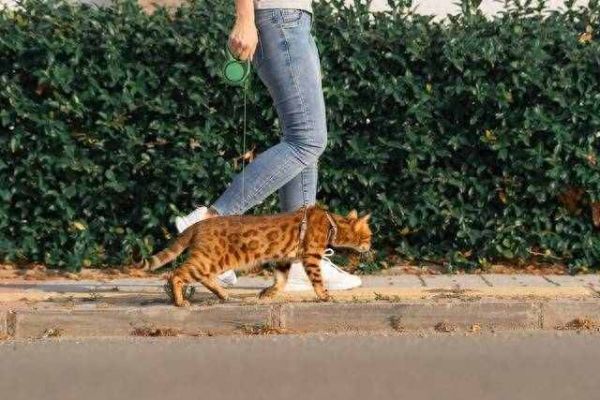 滈滴打车宠物出行配送订单中宠物狗宠物猫数量统计,智享滈滴宠行