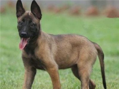 马犬是什么犬