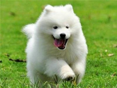 萨摩耶犬智商