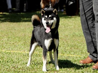 柴犬喂养
