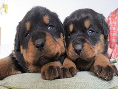 罗威纳犬性格