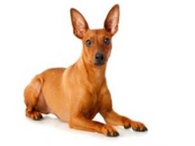 小鹿犬的缺点