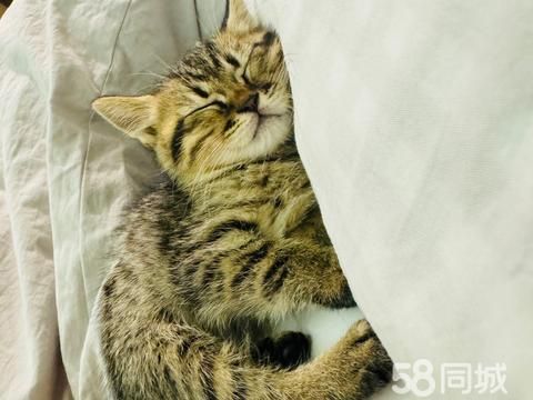 三亚宠物赠送/领养·两个月不到的小狸花猫