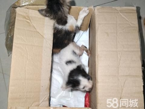 海南康海环境工程·猫咪赠送