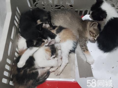 三亚宠物赠送/领养·满月小猫，干净听话！