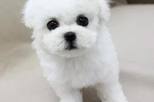 巴哥犬如何看品相(怎么看巴哥犬纯不纯)