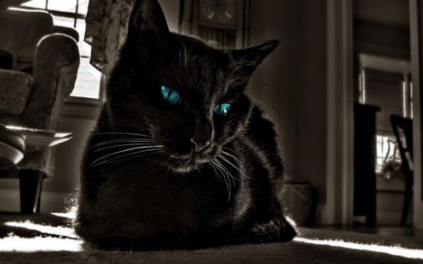 黑猫没人爱？是因为它们会带来不幸？！