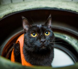 黑猫