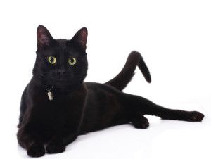 黑猫