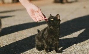 黑猫