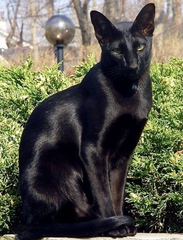 黑猫