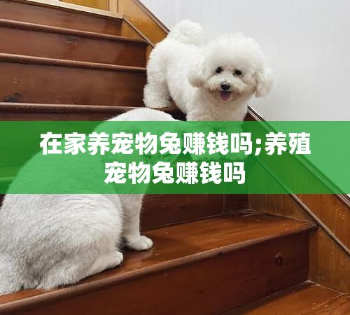 在家养宠物兔赚钱吗;养殖宠物兔赚钱吗