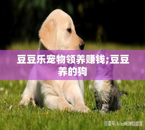 豆豆乐宠物领养赚钱;豆豆养的狗